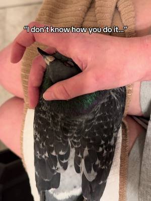 I think a lot of rescue workers are frequently faced with others asking them, “How do you do it?” or telling them how, “I could never do what you do.”  It’s true- rescue work is hard. It’s heartbreaking. We lose animals we’ve put love and care into. We face financial stress (it’s expensive!). It’s can be long days and the public isn’t always kind. And yes, seeing the birds I’ve rehabbed go off to adoptive homes makes me cry EVERY SINGLE TIME. Letting go is HARD.  But when I tell you it’s so worth it, I mean it. While I can’t save everyone, the birds I can save bring so much joy and meaning to my life. Seeing them go off to happy homes- to owners who send me e-mails and photo updates (or even make TikTok accounts I can follow!) just gushing about how much they love they bird they adopted from me- it keeps me going.  I love every pigeon and dove I bring into this rescue like my own pet (spoiler, many of them live here in my house with me through their entire rehab through adoption, as if they are my pet!). That love is how I do it.  #pigeons #rescue #pigeonrescue #pigeonsaspets #birdrescue 