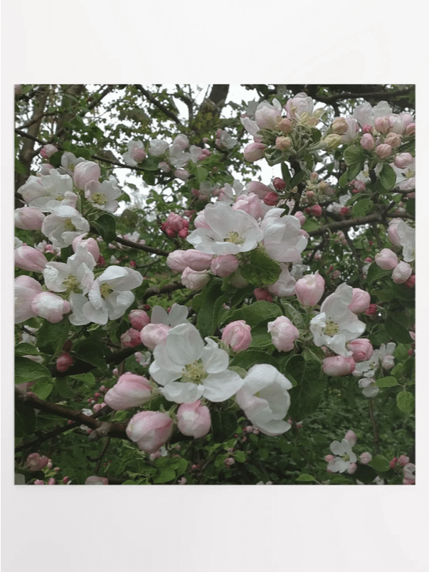 Apple Blossoms III product image (1)