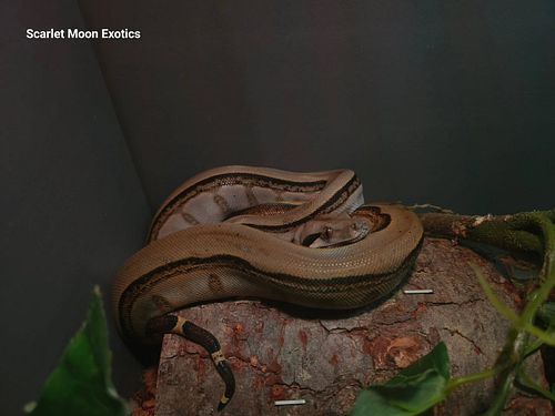 Winifred, yearling Honduran Firebelly Boa 

#HonduranFireBelly #honduranboa #boaimperator #boaconstrictor #boa #BoaLover #sna...