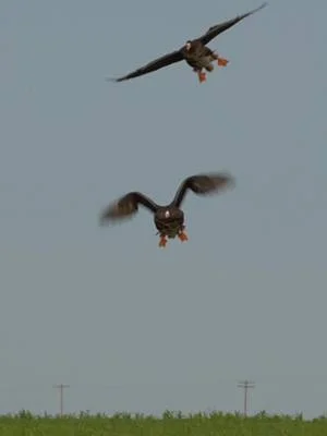 Back peddlin… #fyp #xybca #specks #speckseason #hunting 