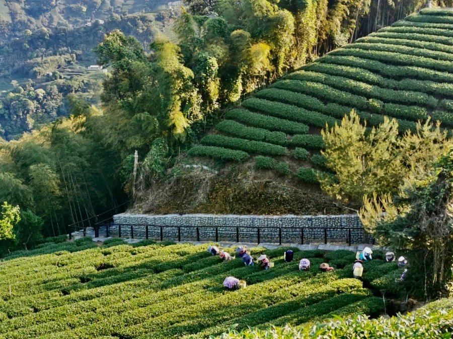 台灣阿里山高山烏龍茶（150克*2袋） product image (5)