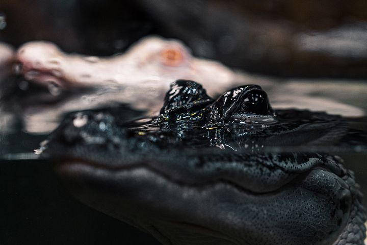 Black & White Alligators product image (1)