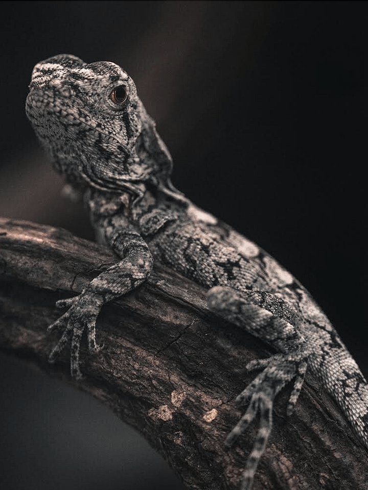 Baby Frilled Dragon product image (1)