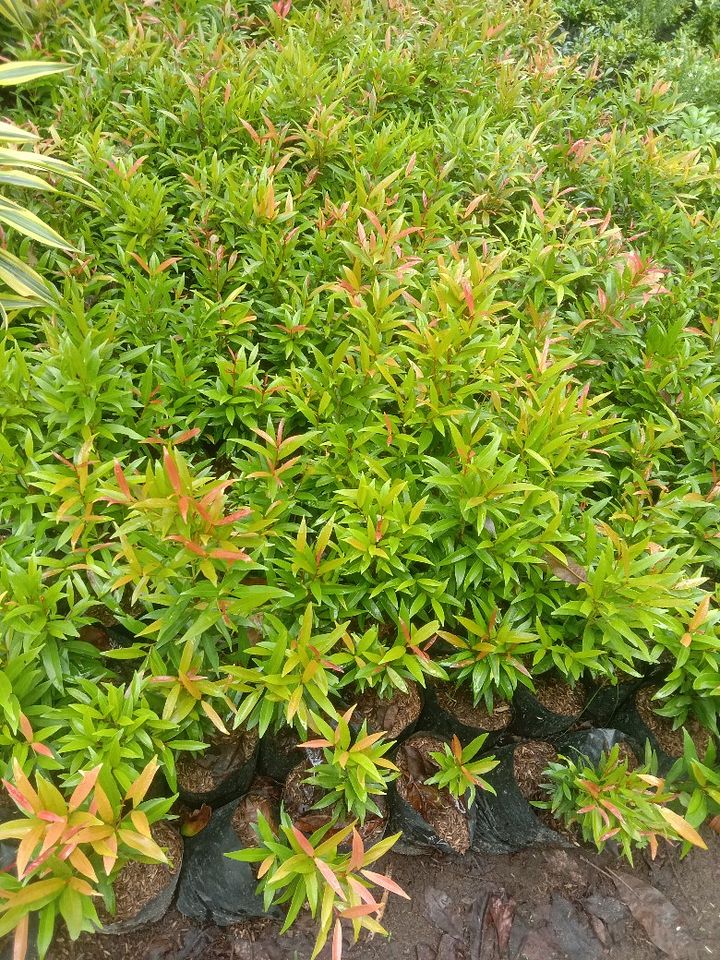Tanaman bunga pucuk merah product image (1)