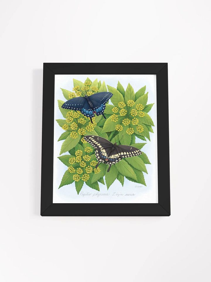 Black Swallowtails product image (8)