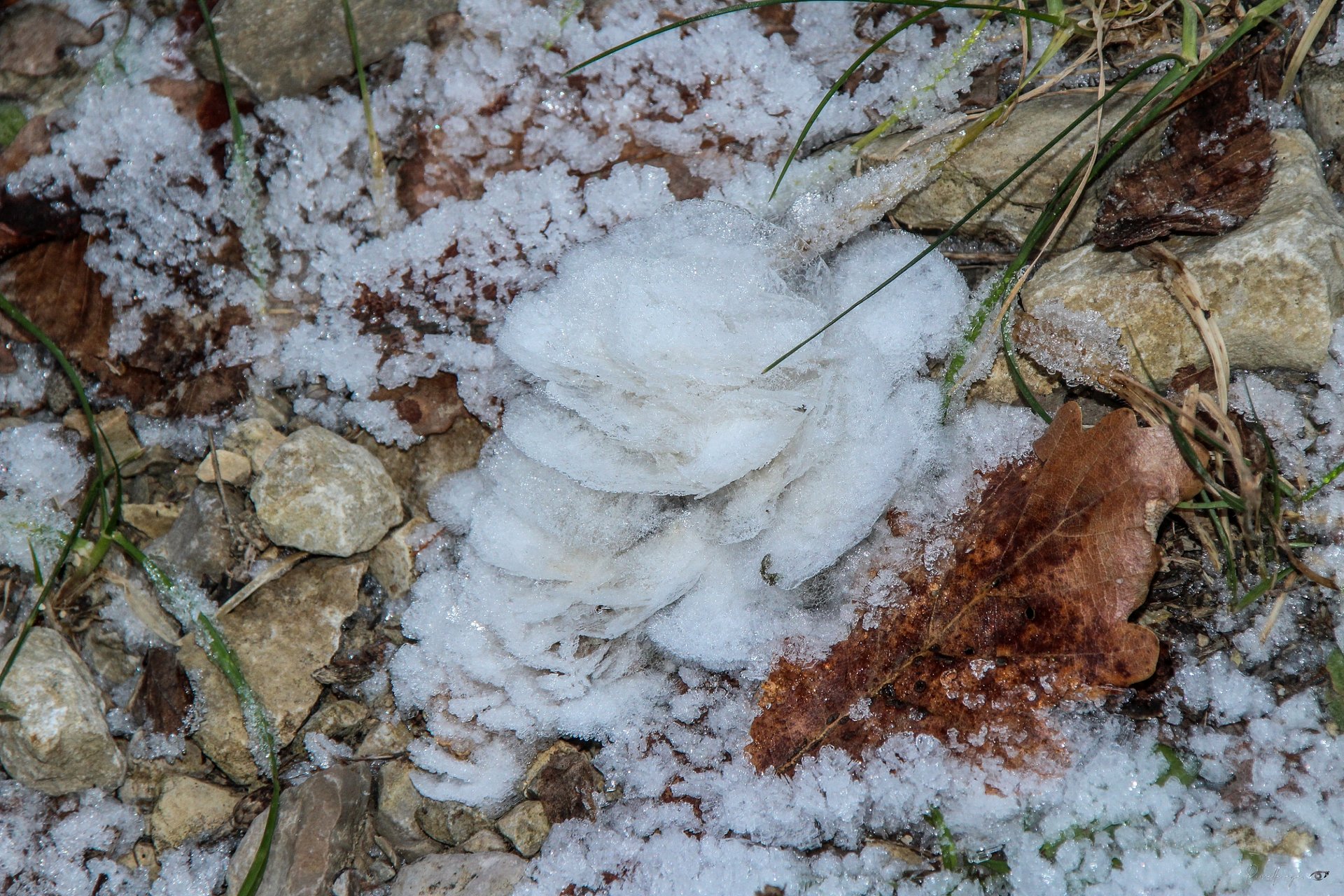 Fine Art -- Frozen Contrast - The Poetry of Ice and Leaves product image (1)
