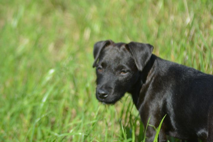 Puppy product image (1)