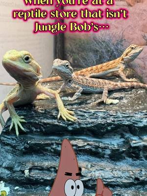 Patrick is so wise… #animals #pets #fyp #beardeddragon #reptile 