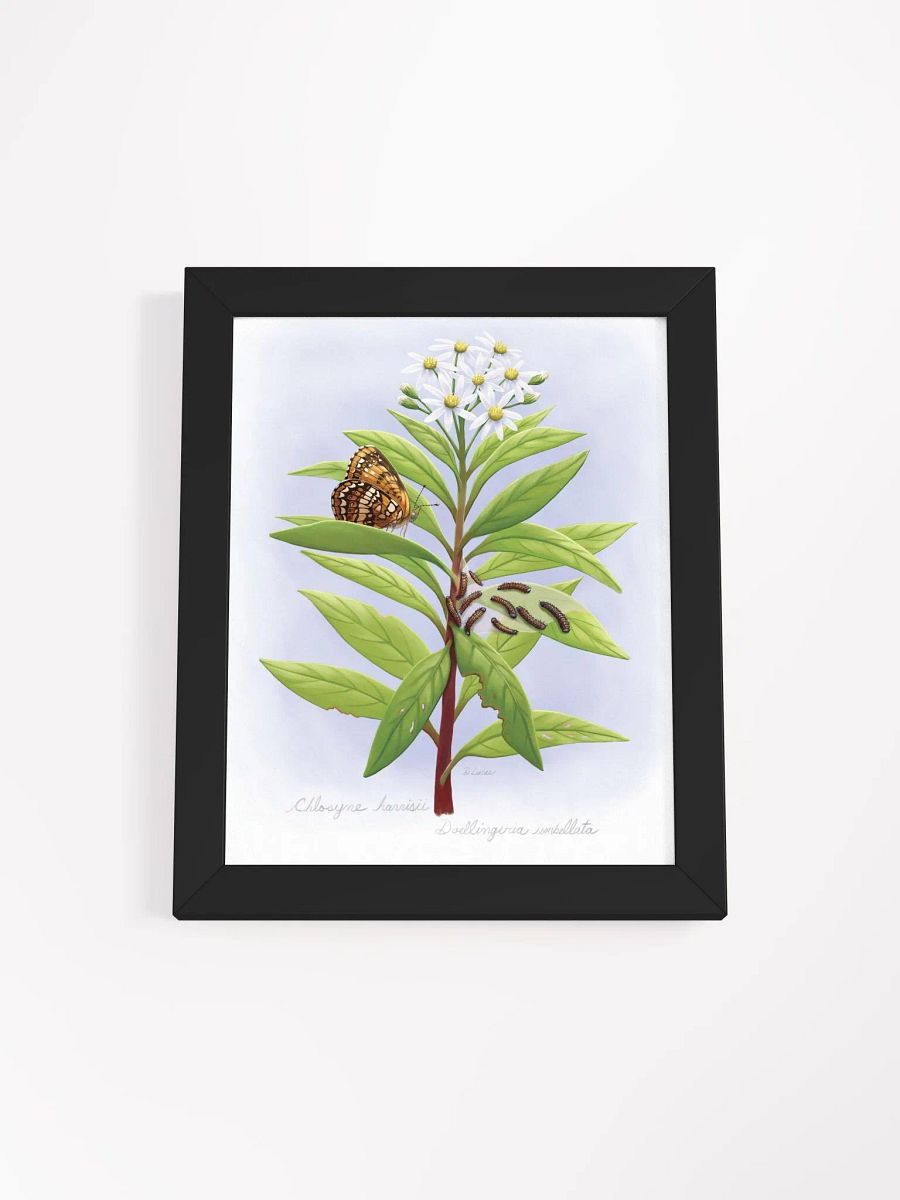 Harris' Checkerspot Butterfly & cats product image (1)