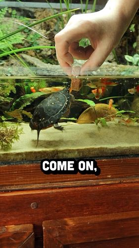 Feeding my spotted turtle