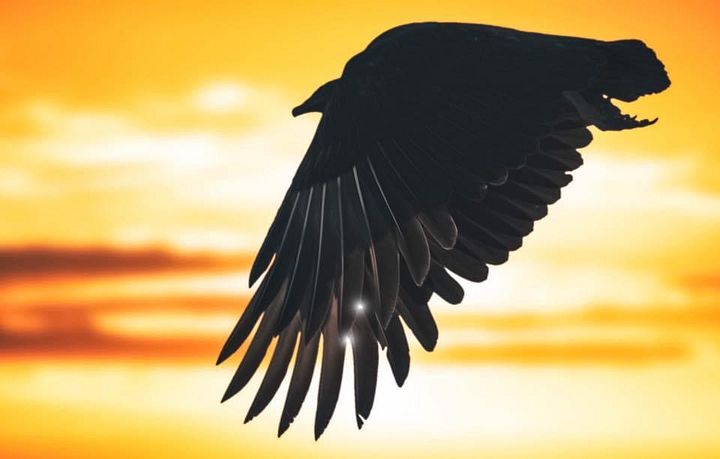 Soaring Vulture product image (1)