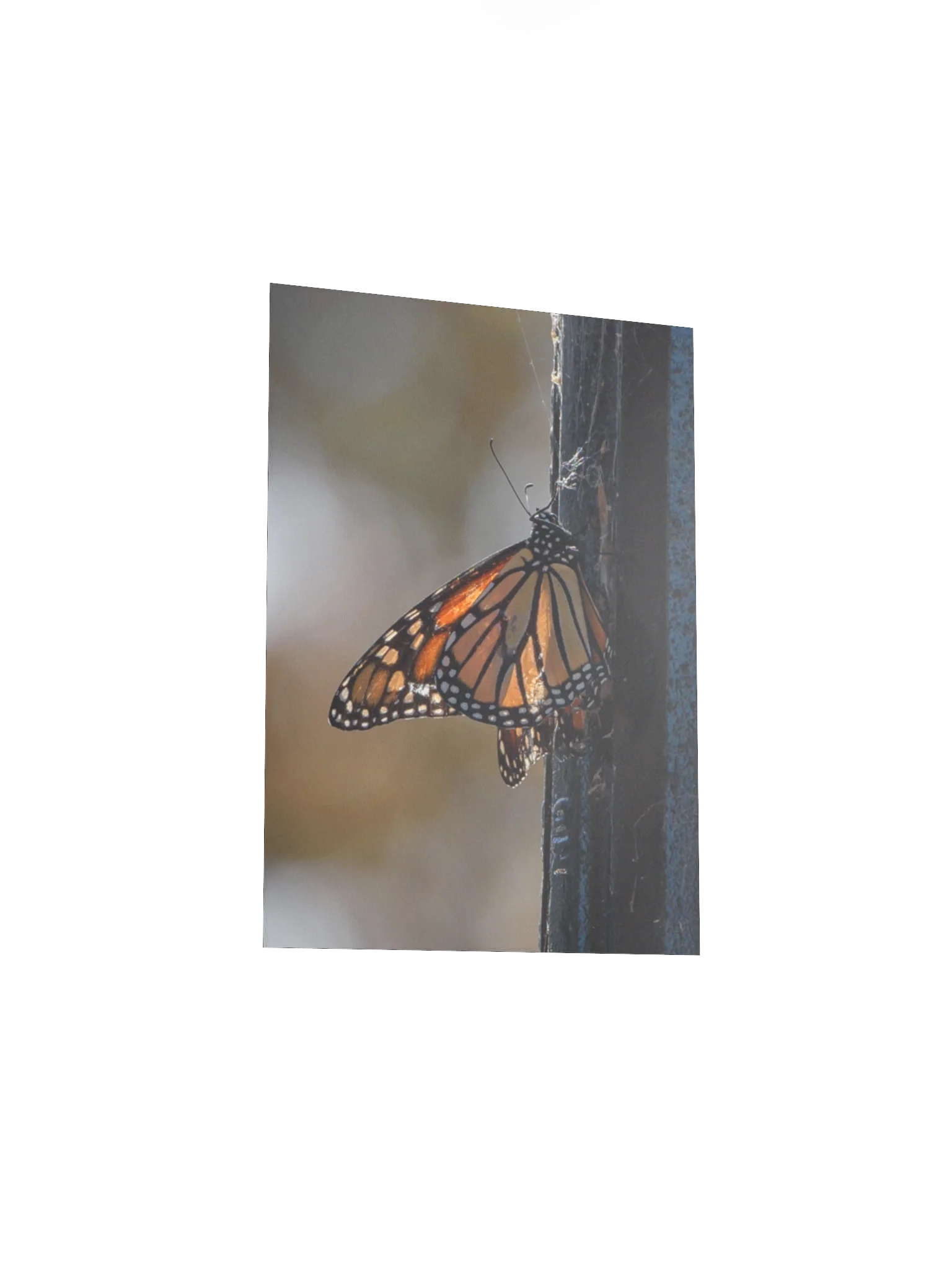 Lightly Tattered But Still Beautiful (Matte Poster) product image (19)