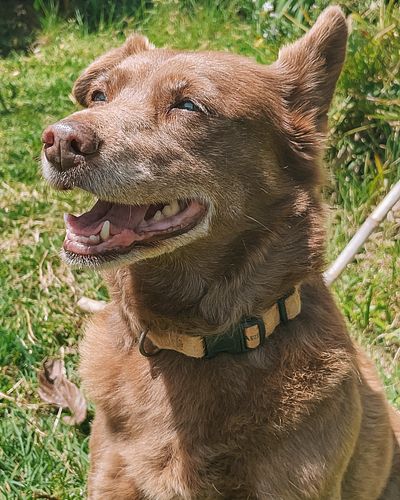 Your feed has now been blessed

#dogs #dogsofinstagram #dogsofinsta #dogstagram #ilovemydog