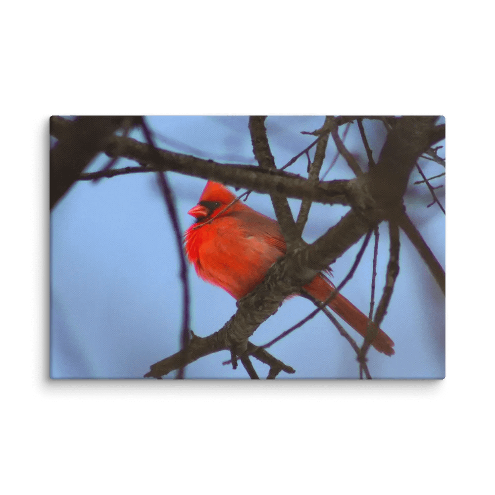Lone Cardinal product image (3)