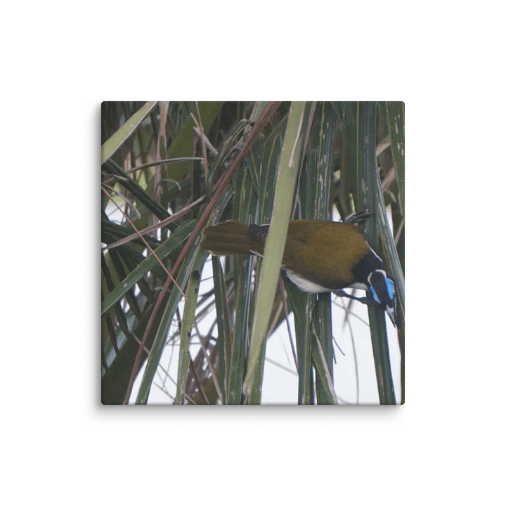 Bird Canvas product image (2)