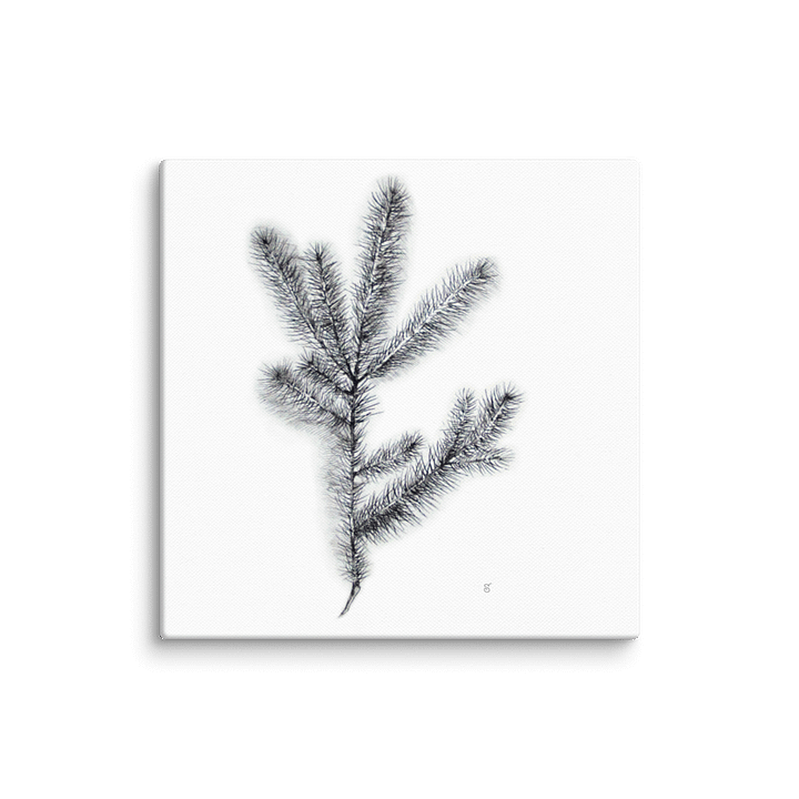 Nature's Embrace Canvas Print - Spruce Branch product image (1)
