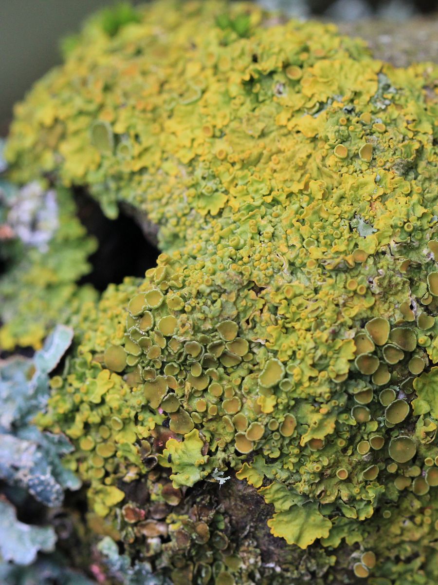Lichen Image Collection product image (1)
