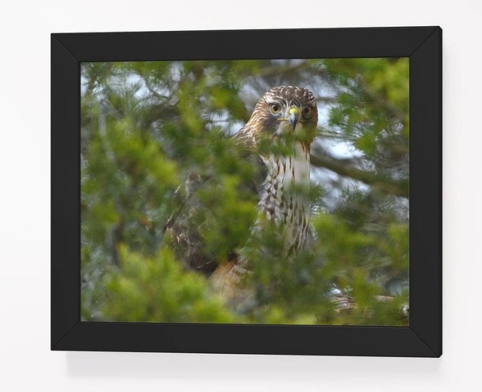 Vigilant Red Tail product image (1)