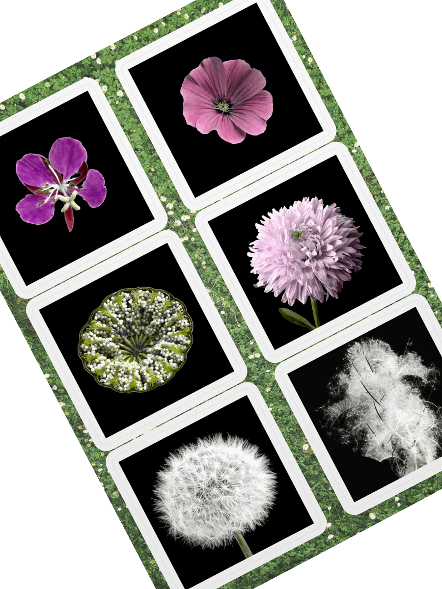 6 fleurs de William Copeland McCalla • planche A5 product image (2)