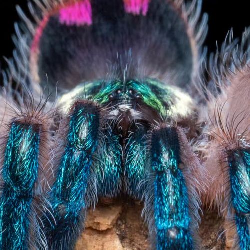 This Thanksgiving, I am thankful for SPIDERS! I am also EXTREMELY GRATEFUL for all of you who subscribe to my YouTube channel...