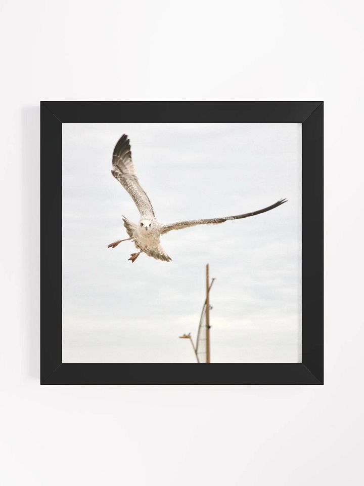 Young Gull Flying High Framed Print product image (2)