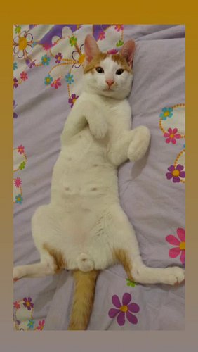 Mimi<3 ☆♡in years with eternal wish♡☆

#cats #mimi #kitty #fyppp #artist #musician