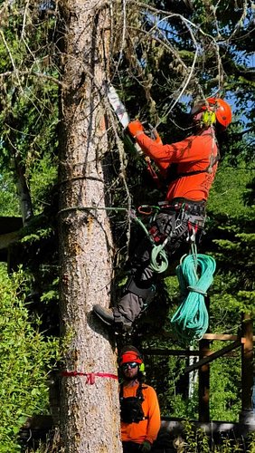 🫡 called in the pros @bbtreetopping on this one ↓

Continuing to work on setting up the Cariboo cabin and a key part of this ...