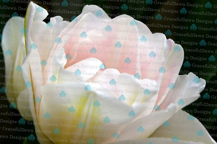 White Multi-Petal Tulip product image (1)