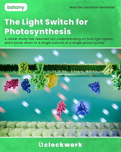 🍃 Leaves need to open up. 

One of the most important steps that activates photosynthesis in vascular plants is opening up th...