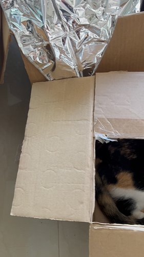 Catty helping with chores 

#chicathedoberman #catty #calicocats #calicocatsofinstagram #calicocatsrule