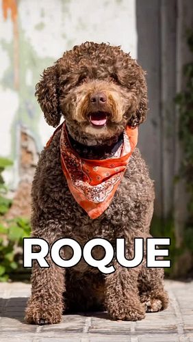 Meet Roque!
We caught this happy pup in an impromptu street photoshoot in Valencia. Look at that smile!

#dogphotography #pet...