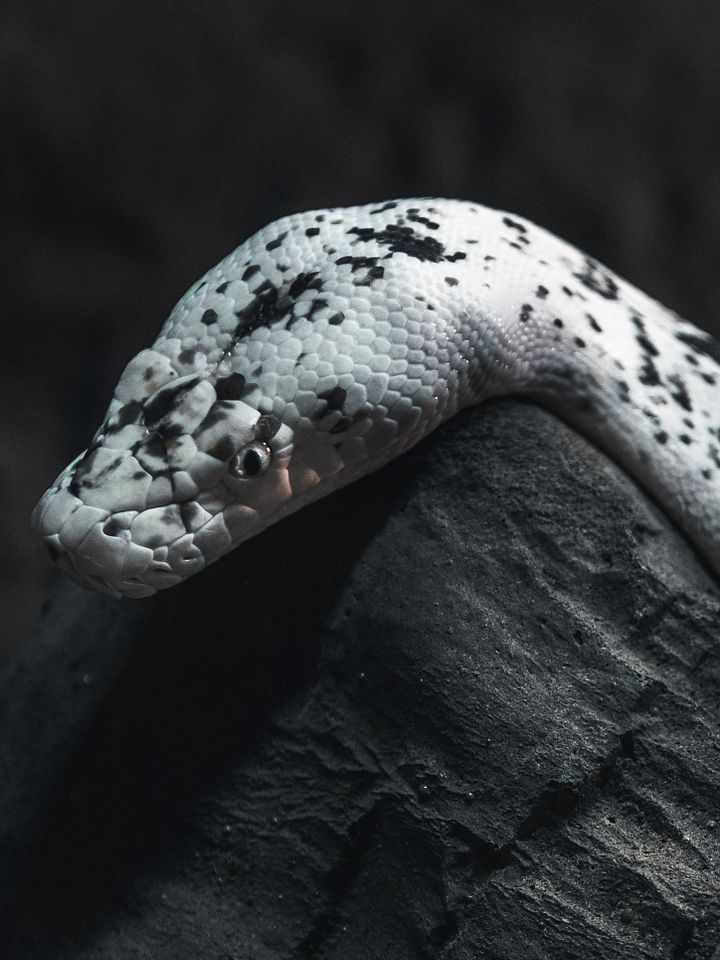 Cow Retic #2 product image (1)