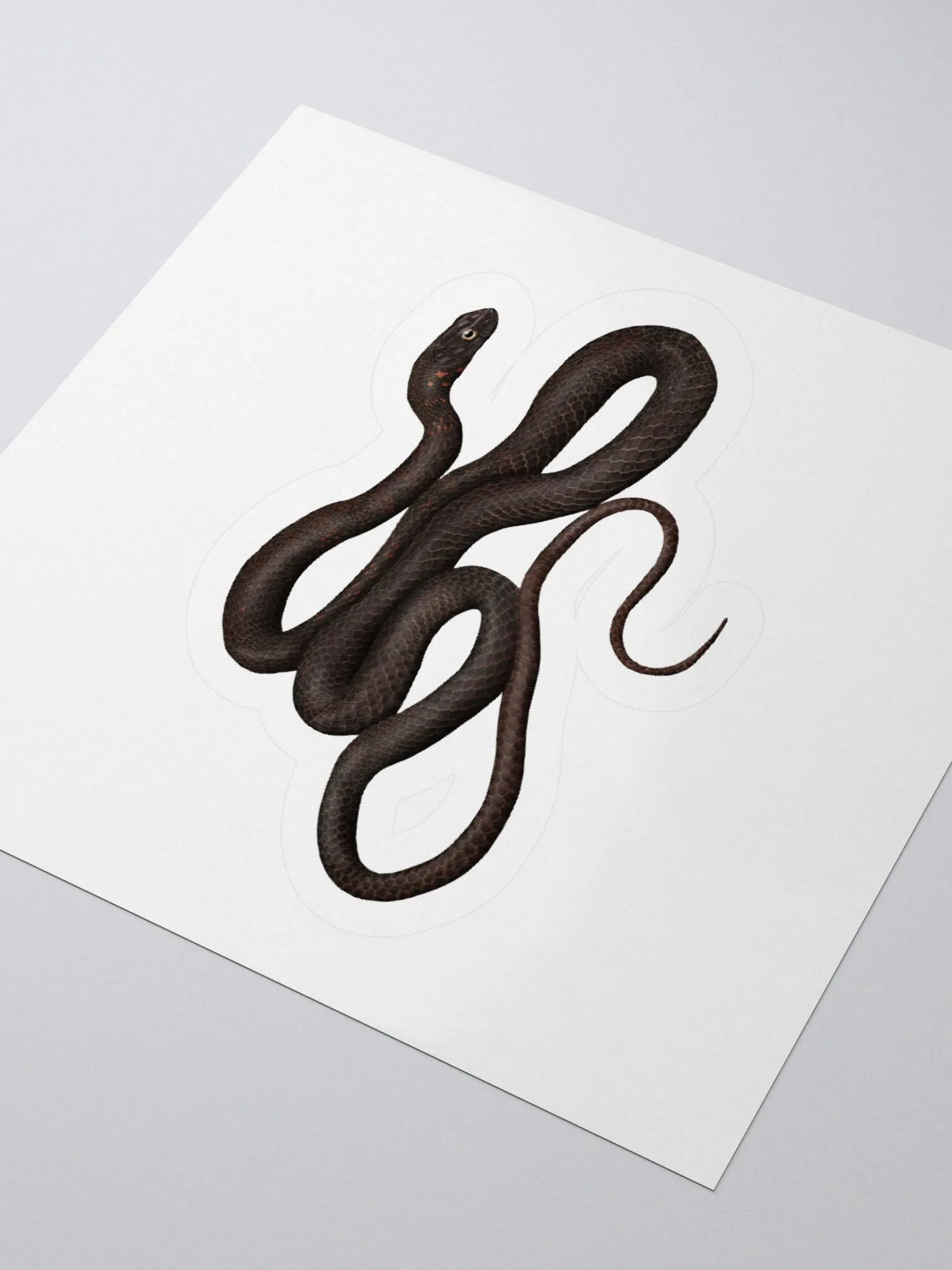 Die-Cut Sticker – Black Coachwhip product image (3)