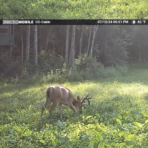 #TrailCamTuesday is back!  We are starting this series on this beautiful clover plot with the NEW Edge Pro 2 from @moultriemo...