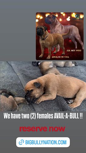 Join our waitlist today at bigbullynation.com!!! 

🐾 
🐾
🐾
🐾
🐾
#mastiff #mastiffsofinstagram #mastiffgram #mastiffs #bullmasti...