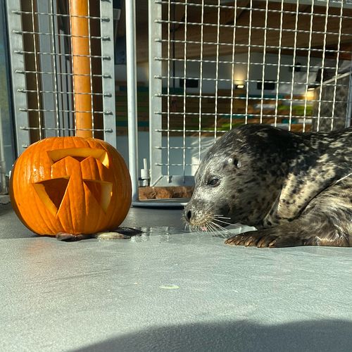 Jack-o’-lantern? More like snack-o’-lantern! 🐟🎃 Hula’s here to show us how the #yegzoo harbour seals are doing National Pumpk...