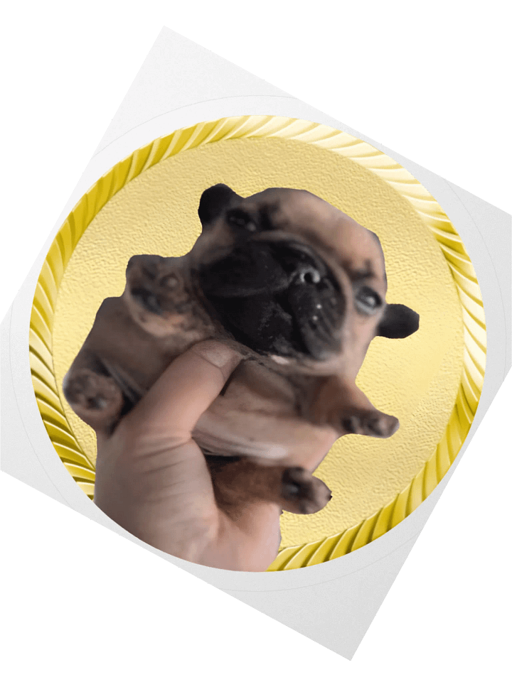 the dog STICKERS! product image (8)