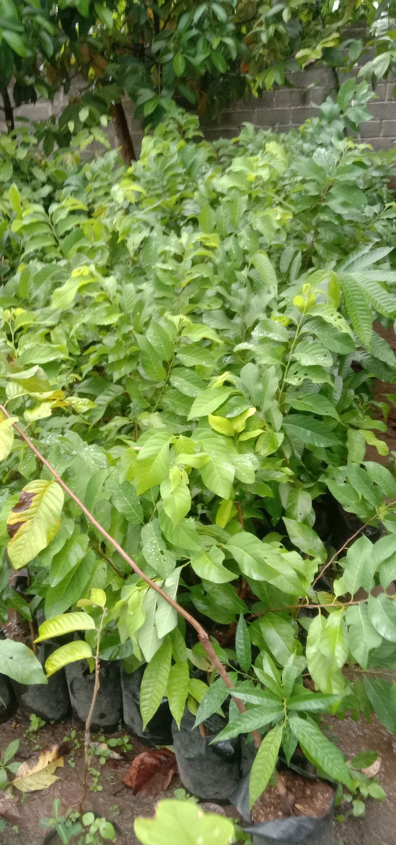 Tanaman buah sirkaya jumbo tinggi 1 meter