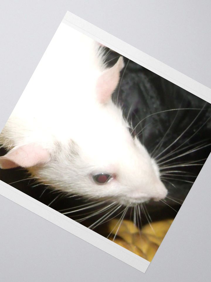 Black-eyed-white Dumbo rat sticker product image (5)
