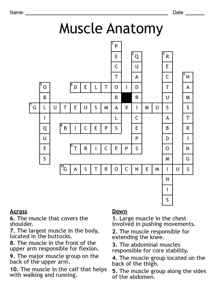 Muscle Anatomy Crossword Puzzle: Fun and Educational Activity product image (2)