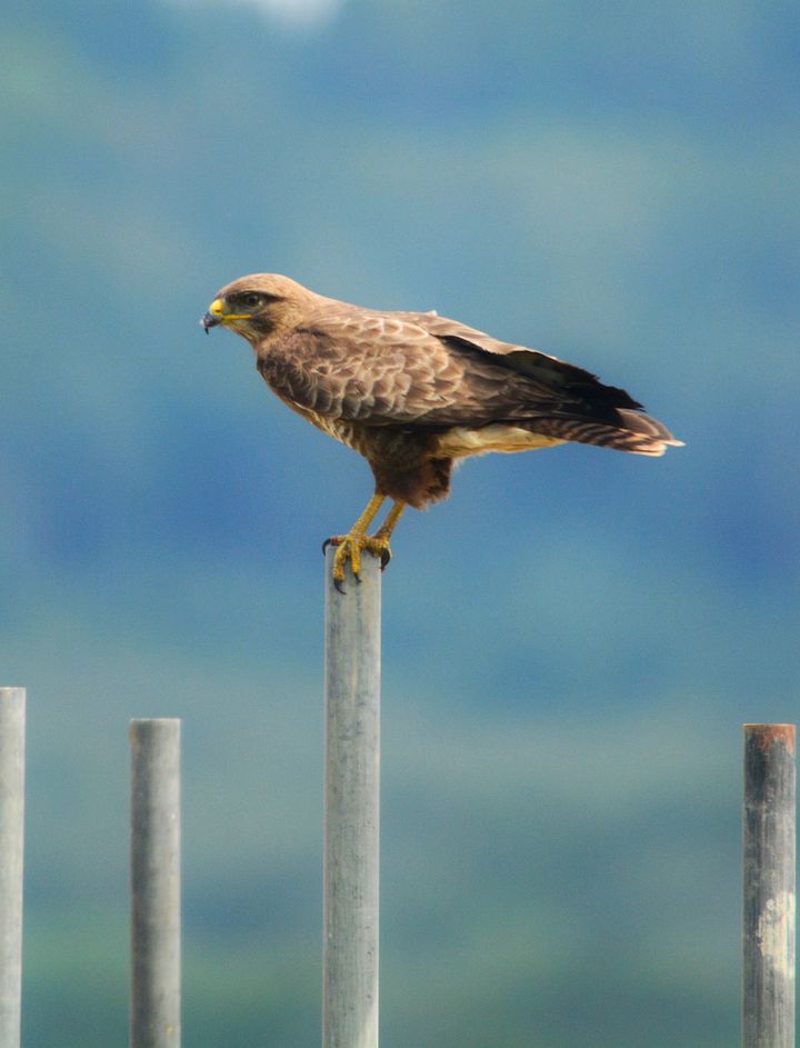 Bird of Prey product image (1)
