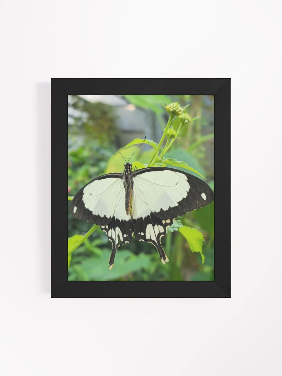 Mocker Swallowtail Tropical Butterfly Matte Poster product image (4)