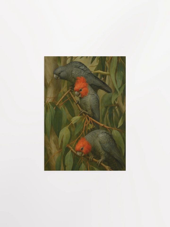 Gang Gang Cockatoos. product image (2)