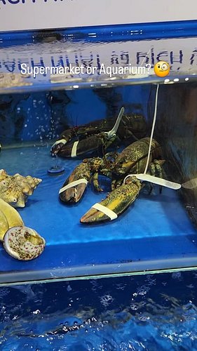 Supermarket or Aquarium!? LIVE Fish in a Vietnamese Food Market 🇻🇳

In Vietnam, some food markets look more like aquariums th...