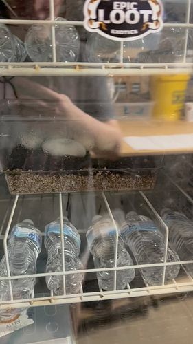 It’s day 56!! Time to cut our first BEL clutch!!

The pairing was: 
1.0 - BP, Special, Mojave, het. Lav.
x
0.1 - Enchi, Speci...