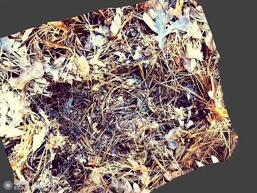 14” X 7 inch Bigfoot print in my backyard! #fyp #viral #bigfoot #insta #instagram #cryptid #yt #BridgewaterTriangle #youtube ...