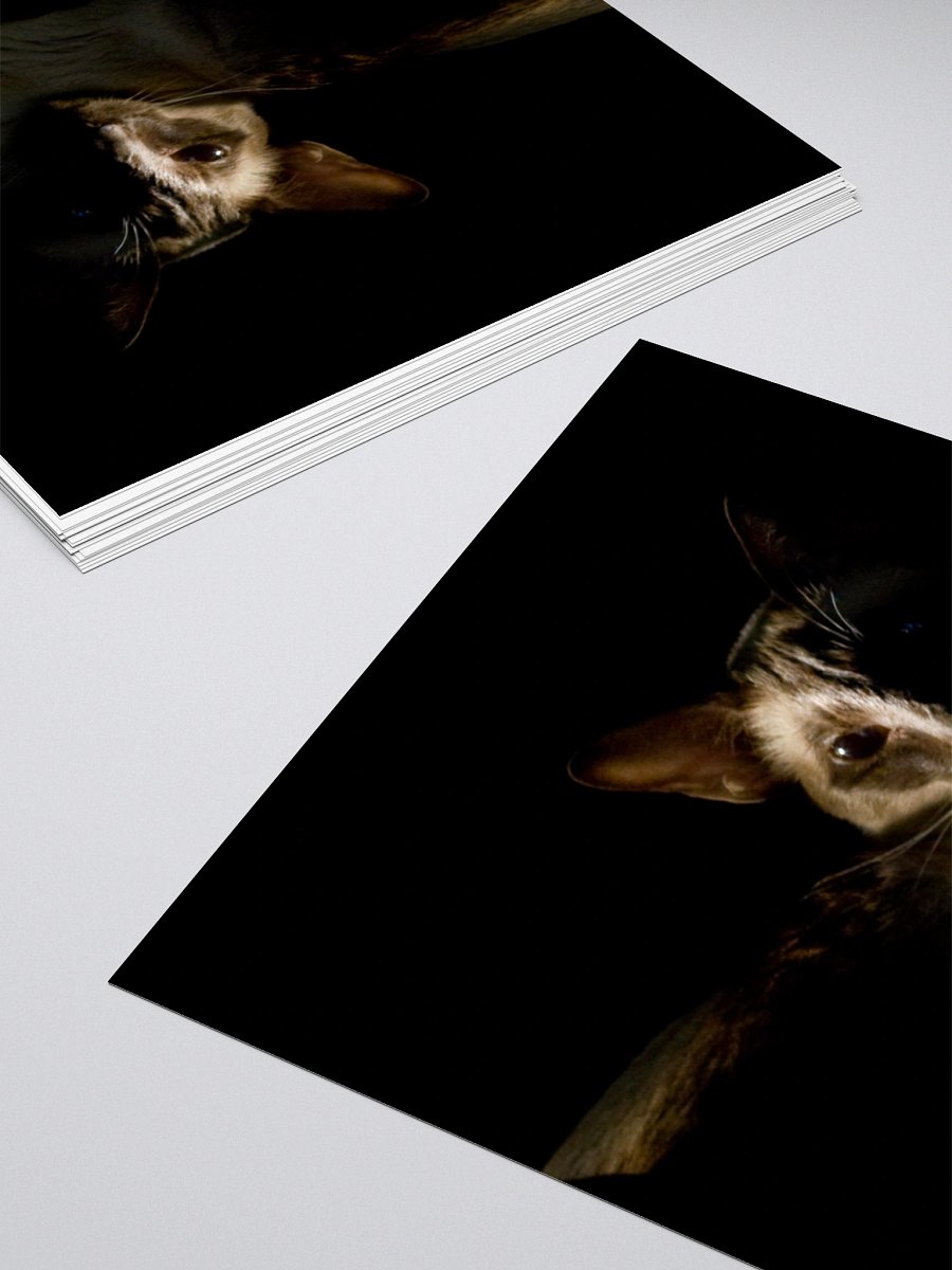 Shadow Siamese Sticker product image (10)