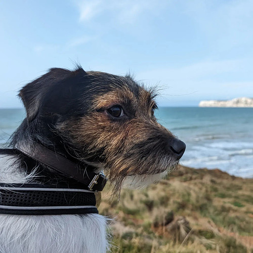 Throwback to Evie's adventures on the Isle Of Wight!

#jackrussell #jackrussellterrier #twitch #isleofwight