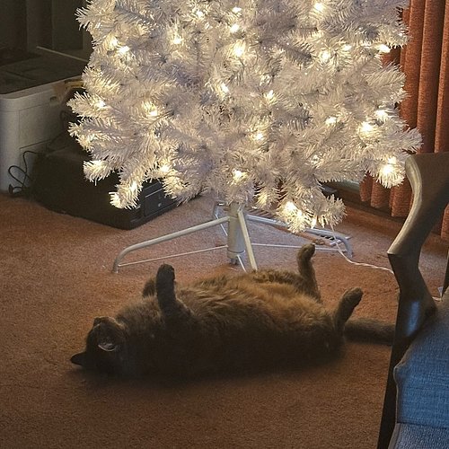 That whole Michaels fiasco came from my ridiculous idea to envelop myself in Christmas while I practice piano. Our old tree t...