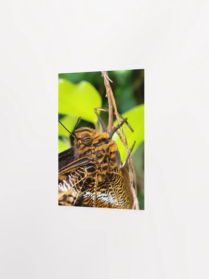 Closeup Tropical Butterfly Poster 5x7" product image (2)